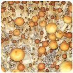 Псилоцибиновые (галлюциногенные) грибы в Иркутске Psilocybin "Golden Teacher" Псилоцибиновые (галлюциногенные) грибы в Иркутске Psilocybin "Golden Teacher"