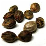 Семена марихуаны АК-47 (Seeds AK-47) в Иркутске Семена марихуаны АК-47 (Seeds AK-47) в Иркутске